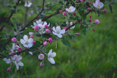 Arka plan ile elma çiçek şube. 
