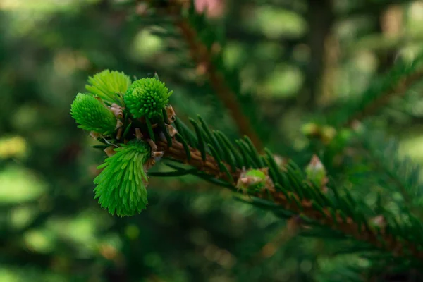 Um jovem ramo de abeto verde claro com belo bokeh — Fotografia de Stock