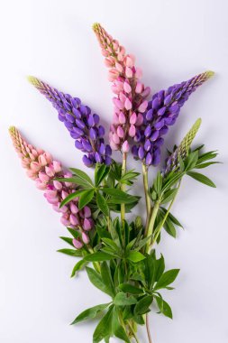 Lila ve gül acı bakla çiçek arka plan. Yaz Çiçek deseni