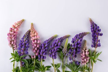 Acı bakla çiçek leylak ve gül. Yaz Çiçek deseni