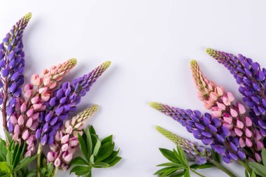 Acı bakla çiçek leylak ve gül. Yaz Çiçek deseni