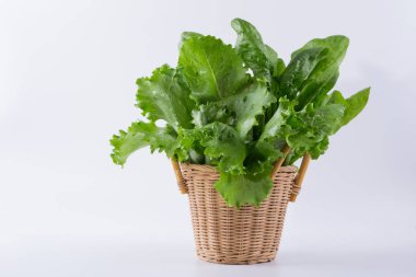 Marul, ıspanak sepette beyaz zemin üzerine salata için hazır. Taze otlar.