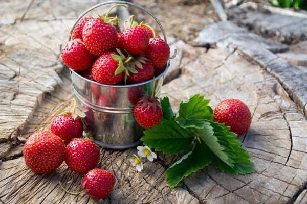 A small metal bucket with garden strawberries — Stock Photo, Image