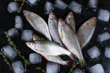 Roach balık veya Kızılgöz balık siyah metal zemin üzerine