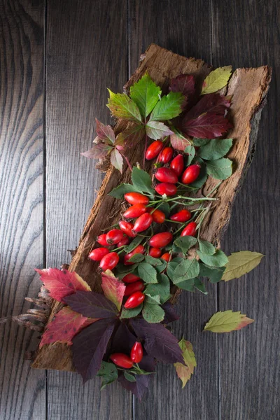 Branch with berries  Rrose hip on the bark of a tree — Stock Photo, Image