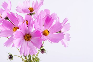 Hassas kozmos çiçekleri pembe