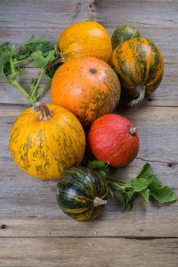 Kompozisyon farklı çeşitlerinin ve kabaklar renkleri