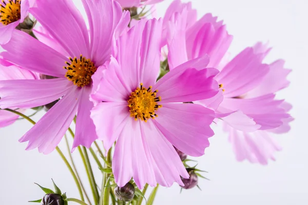 Hassas kozmos çiçekleri pembe