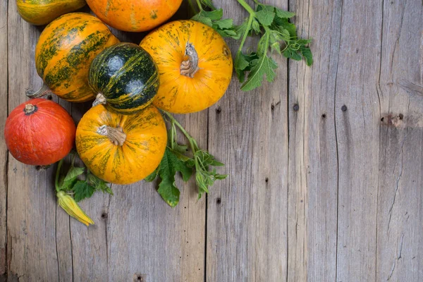 Composición de diferentes variedades y colores de calabazas — Foto de Stock