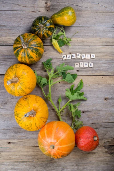Composition of a different varieties and colors of pumpkins — Stock Photo, Image
