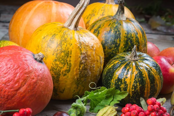 Composition of a different varieties and colors of pumpkins on — Stock Photo, Image