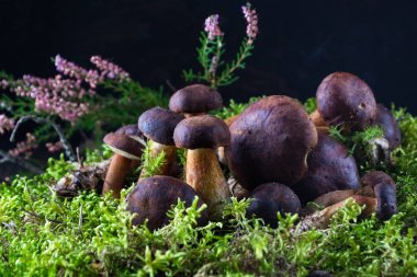 Moss ile koyu ahşap arka plan üzerinde mantar çörek