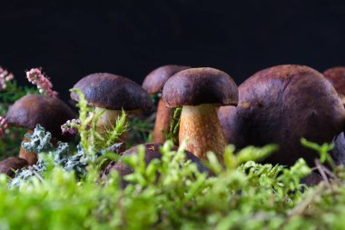 Moss ile koyu ahşap arka plan üzerinde mantar çörek