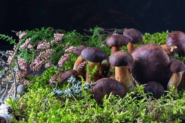 Moss ile koyu ahşap arka plan üzerinde mantar çörek