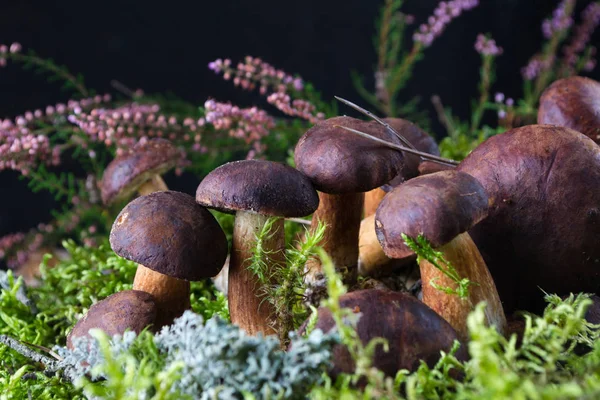 Boletus badius wild porcini mushrooms on moss — Stock Photo, Image
