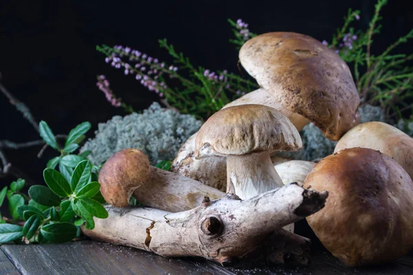 Samenstelling met gekapt wild porcini paddestoelen — Stockfoto