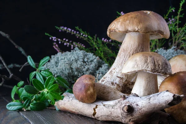 Composition with harvested wild porcini mushrooms — Stock Photo, Image
