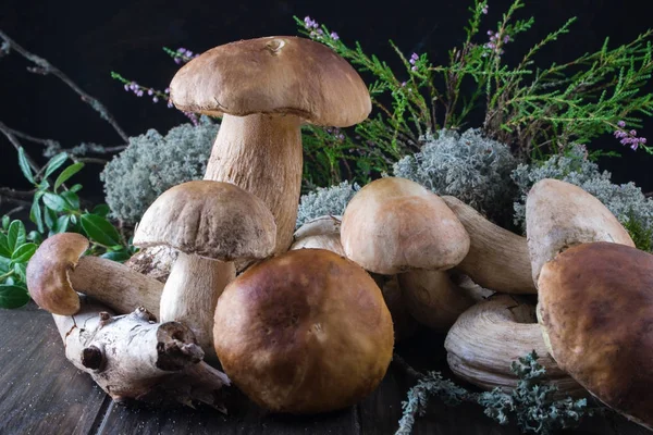 Composition with harvested wild porcini mushrooms — Stock Photo, Image