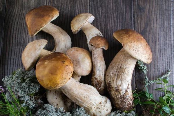 Composition with harvested wild porcini mushrooms on wooden background. — Stock Photo, Image