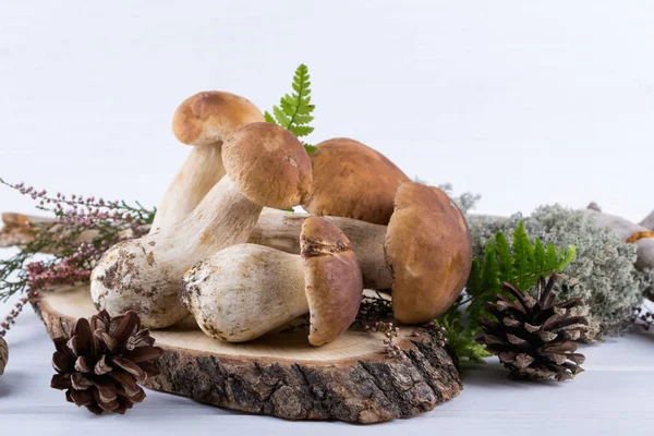 수확된 야생 porcini 버섯과 구성 — 스톡 사진