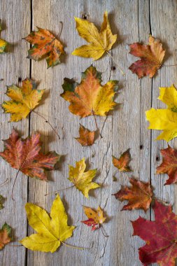 sonbahar yaprakları arka plan.