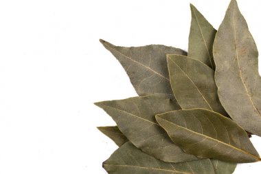 Kuru Defne defne yaprağı beyaz arka plan üzerinde izole.
