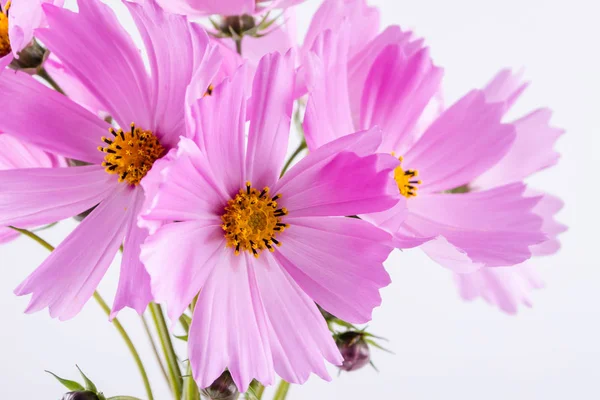 Patrón Flores Verano Delicado Cosmos Flores Color Rosa Sobre Fondo — Foto de Stock