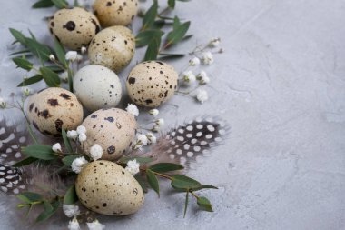 Bıldırcın yumurta ve okaliptüs yaprağı dal ile Paskalya bahar dekoratif kompozisyon. Gri beton ile bir arka plan üzerinde metin için yer.