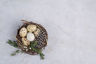 Bir yuvaya bıldırcın yumurtalı Paskalya kompozisyon. Bir gri beton arka plan üzerinde. düz lay