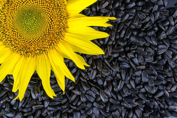 Bright sunflower flower with  black seeds as background