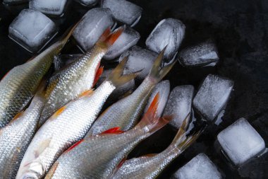 Roach balık veya Kızılgöz balık buz parçaları siyah metal zemin üzerine