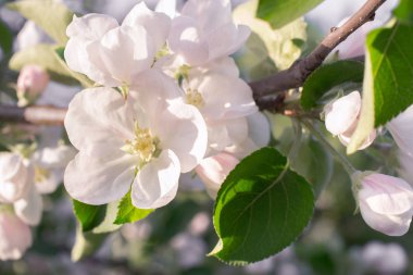 Arka plan ile elma çiçek dalı. Bahar bahçe