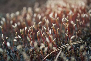 Bahar orman hayat. Yosun çiçek ile soyut kompozisyon. Yumuşak odak