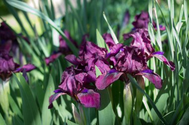 Bahçesinde mor süsen bahar güneşli günde gurup. Çiçek arka plan