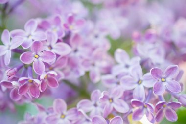 Leylak çiçeği bahar bahçesinde bahar dalı. Yumuşak seçici odak. Çiçek doğal arka plan bahar zaman sezon.