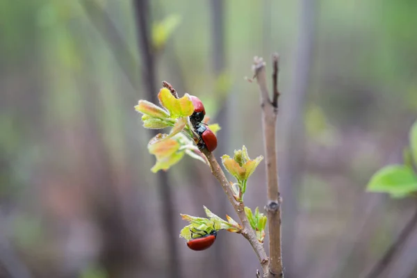 Chrysomela Natural Environment Spring Forest Close Blurred Background — Stock Photo, Image