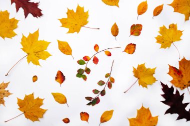 Sonbahar arkaplanı. Yapraklar. Akçaağaç yaprakları beyaz arkaplanda. Düz yerde, üst tarafta. Sezonluk promosyonlar ve indirimler için yer kopyala.