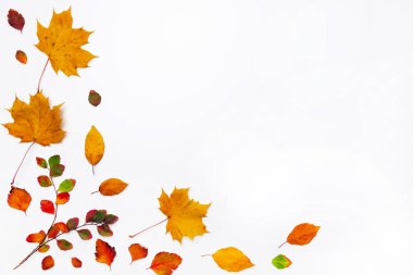 Sonbahar sınırı beyaz arkaplanda sonbahar yapraklarından oluşur. Düz yerde, üst tarafta. Sezonluk promosyonlar ve indirimler için yer kopyala.