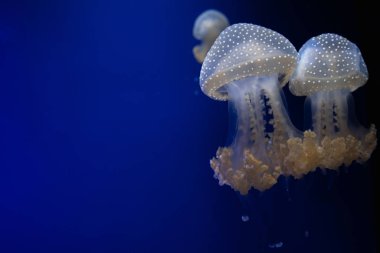 Beyaz benekli denizanası mavi arka planda suyun içinde yüzer. Metin için boş alan