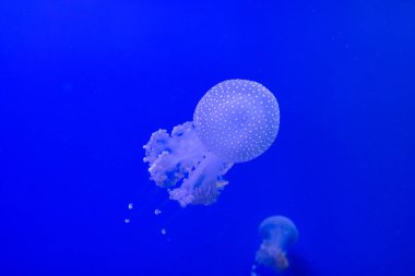 Mavi şeffaf denizanası mavi arka planda suyun içinde yüzer. Metin için boş alan