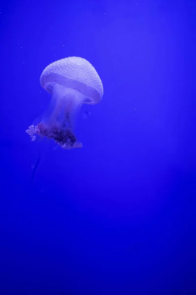 Las Medusas Azules Transparentes Flotan Través Del Agua Sobre Fondo — Foto de Stock