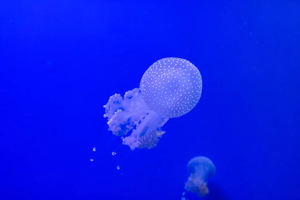 Des Méduses Transparentes Bleues Flottent Dans Eau Sur Fond Bleu — Photo