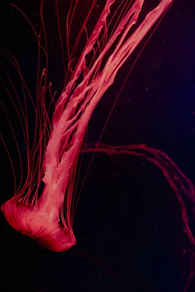 Beautiful Jellyfish Medusa Neon Light Abstract Background — Stock Photo, Image