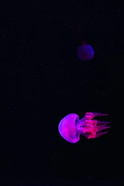 Medusas Luces Neón Rosa Azul Sobre Fondo Oscuro Galaxia Espacio — Foto de Stock