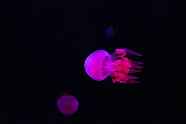 Jellyfish Pink Blue Neon Lights Dark Background Galaxy Space Background — Stock Photo, Image