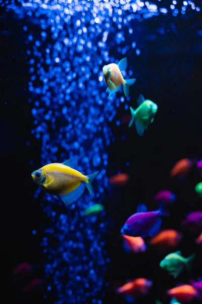 Schöne Gruppe Von Meeresfischen Unterwasser Buntes Leben Leuchtend Gelbe Aquarienfische — Stockfoto