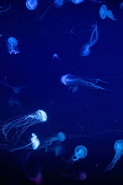 Fondo Una Medusa Color Brillante Flotando Lentamente Agua Del Acuario — Foto de Stock