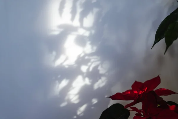 Leaves shadow background. Tree branch and leaf with shadow on a white wall