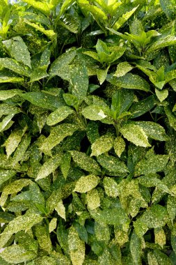 Yeşil ve sarı yaprak dokusu. Yaprak dokusu arkaplanı