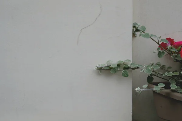 Green plant on old cement wall. Abstract plant wall background